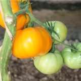 Šarm paradajz: recenzije, fotografije, prinos